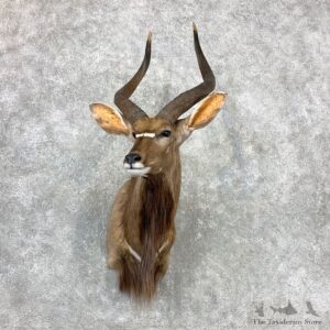 African Nyala Taxidermy Shoulder Mount #23339 For Sale @ The Taxidermy Store