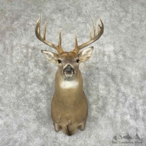 Whitetail Deer Shoulder Mount For Sale #32082 @ The Taxidermy Store
