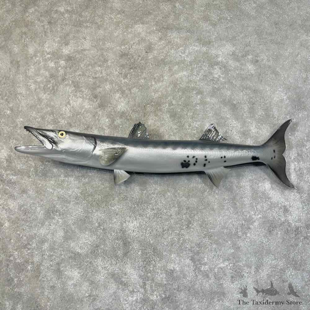 Barracuda Fish Mount For Sale #31303 @ The Taxidermy Store