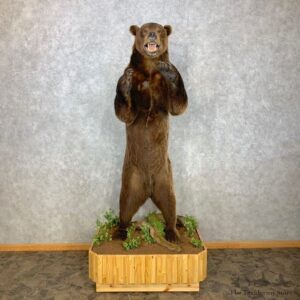Brown Bear Life-Size Mount For Sale #23303 @ The Taxidermy Store