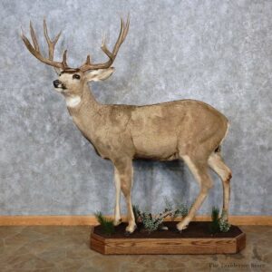 Mule Deer Life-Size Mount For Sale #15638 @ The Taxidermy Store
