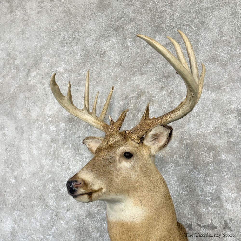Whitetail Deer Shoulder Mount For Sale #29017 @ The Taxidermy Store