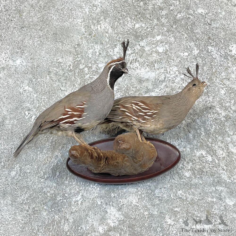 Gambel’s Quail Bird Mount For Sale #27333 @ The Taxidermy Store