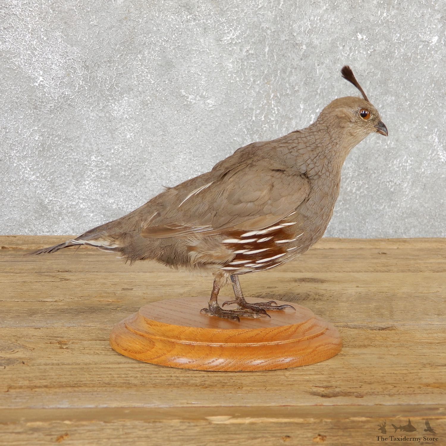 Female California Quail Bird Mount For Sale #19800 @ The Taxidermy Store