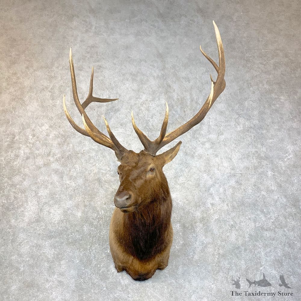 Rocky Mountain Elk Shoulder Mount For Sale #23870 @ The Taxidermy Store