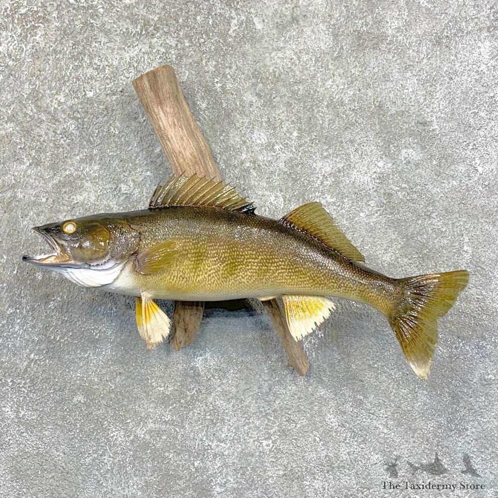 Walleye Taxidermy Fish Mount #23639 For Sale @ The Taxidermy Store