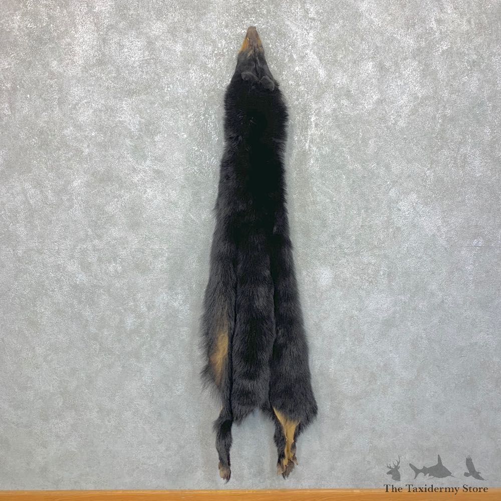 Tanned Black Bear Wall Hanging Pelt For Sale #23706 @ The Taxidermy Store