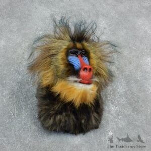 Reproduction Mandrill Baboon Mount For Sale #18308 @ The Taxidermy Store