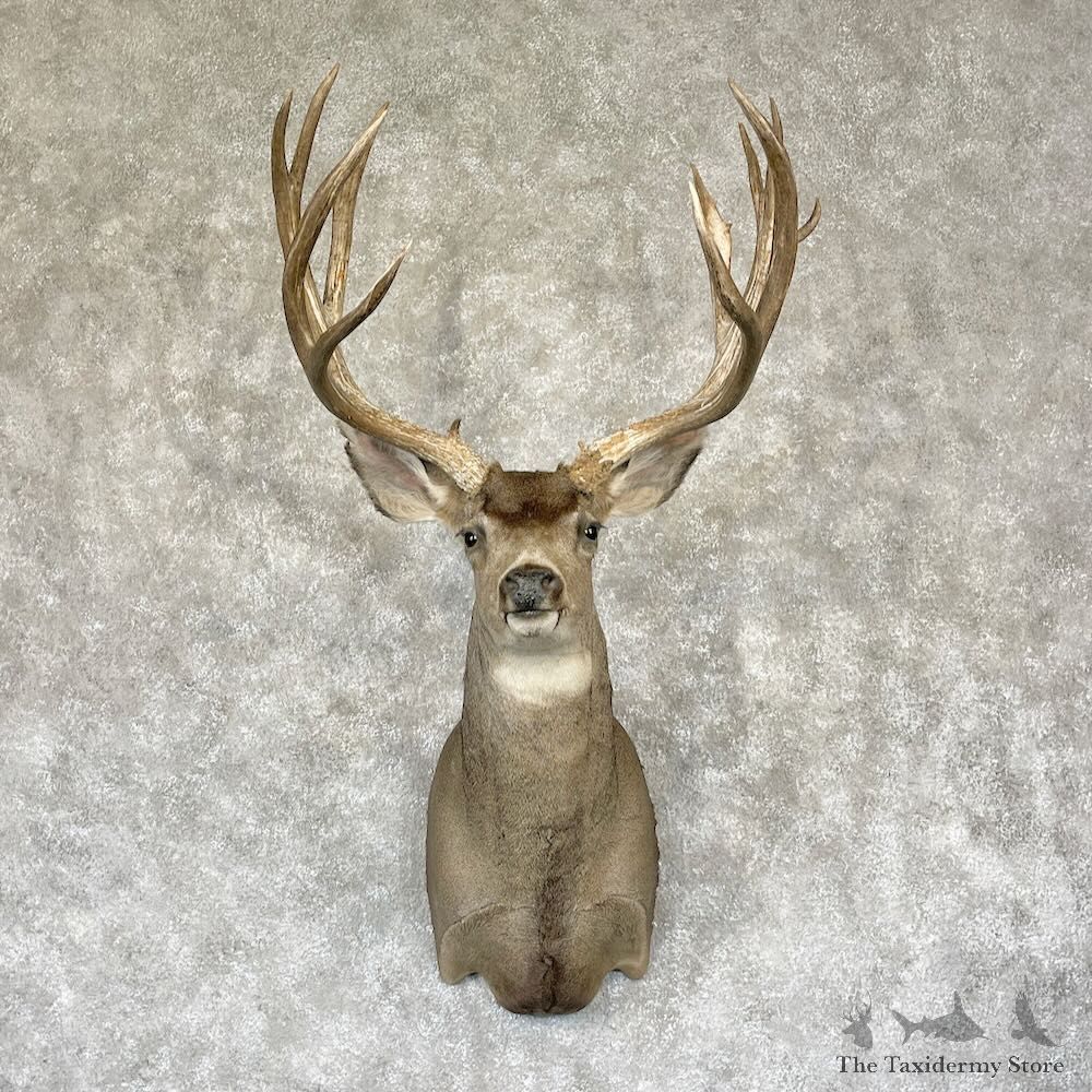 Mule Deer Shoulder Mount For Sale #28157 @ The Taxidermy Store