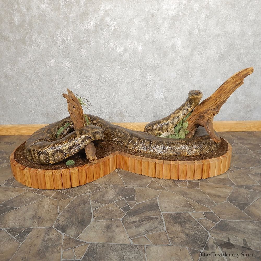 Burmese Python Snake Mount For Sale #21000 @ The Taxidermy Store