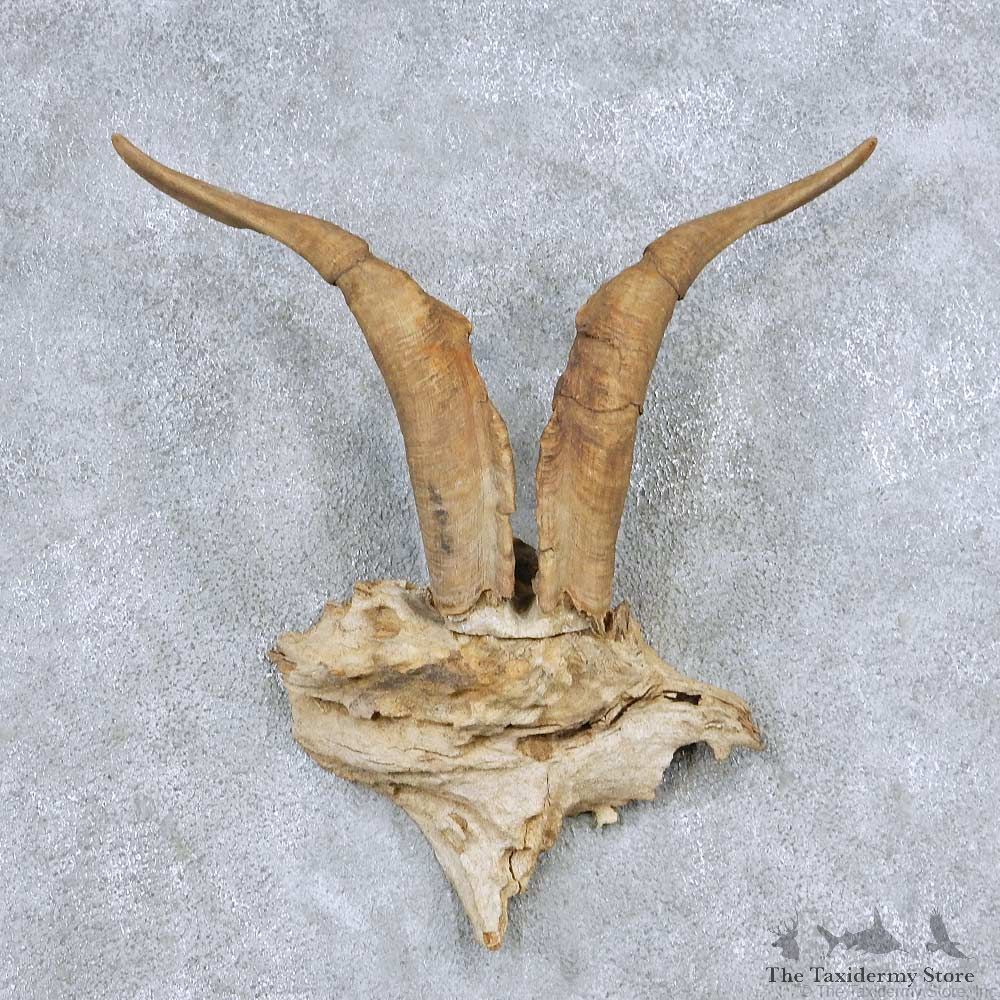 Catalina Goat Horn Mount For Sale #13897 For Sale @ The Taxidermy Store