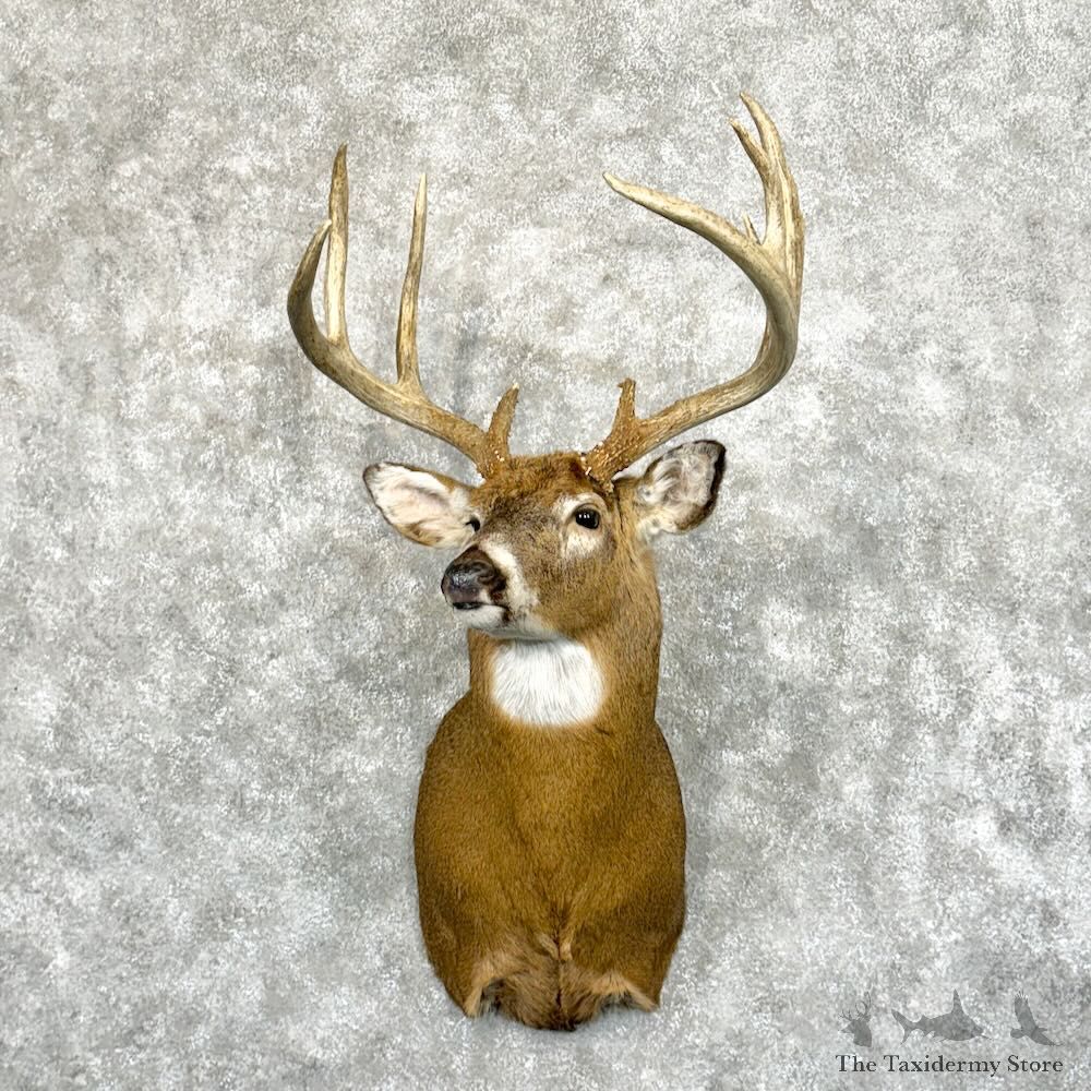 Whitetail Deer Shoulder Mount For Sale #29029 @ The Taxidermy Store