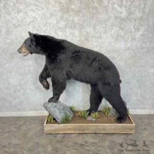 Black Bear Life Size Mount For Sale #31846 @ The Taxidermy Store