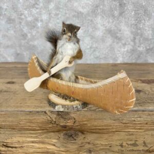Canoeing Red Pine Squirrel Novelty Mount For Sale #31610 @ The Taxidermy Store