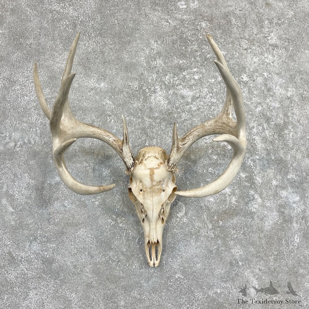 Whitetail Deer Skull European Mount For Sale #27399 @ The Taxidermy Store