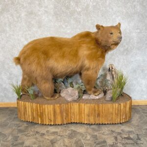 Cinnamon Phase Black Bear Life-Size Mount For Sale #24848 @ The Taxidermy Store
