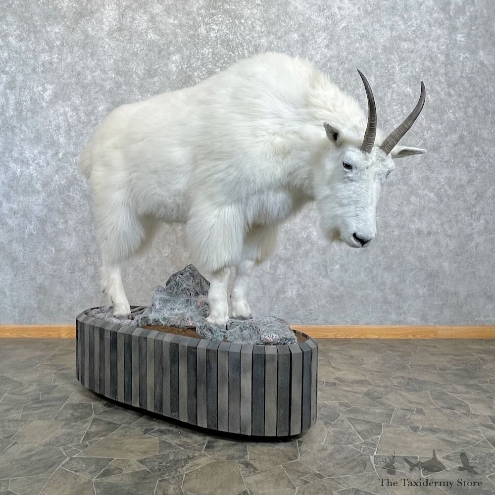 Mountain Goat Life-Size Mount For Sale #27791 @ The Taxidermy Store