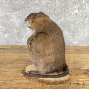 Muskrat Life Size Taxidermy Mount #24962 For Sale @ The Taxidermy Store