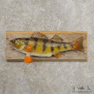 Yellow Perch Fish Mount For Sale #20970 @ The Taxidermy Store