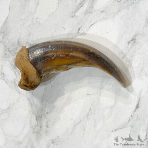Grizzly Bear Claw For Sale #24888 - The Taxidermy Store