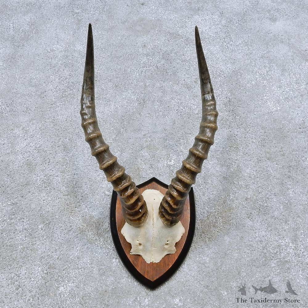Blesbok Horn Plaque Mount For Sale #14506 @ The Taxidermy Store
