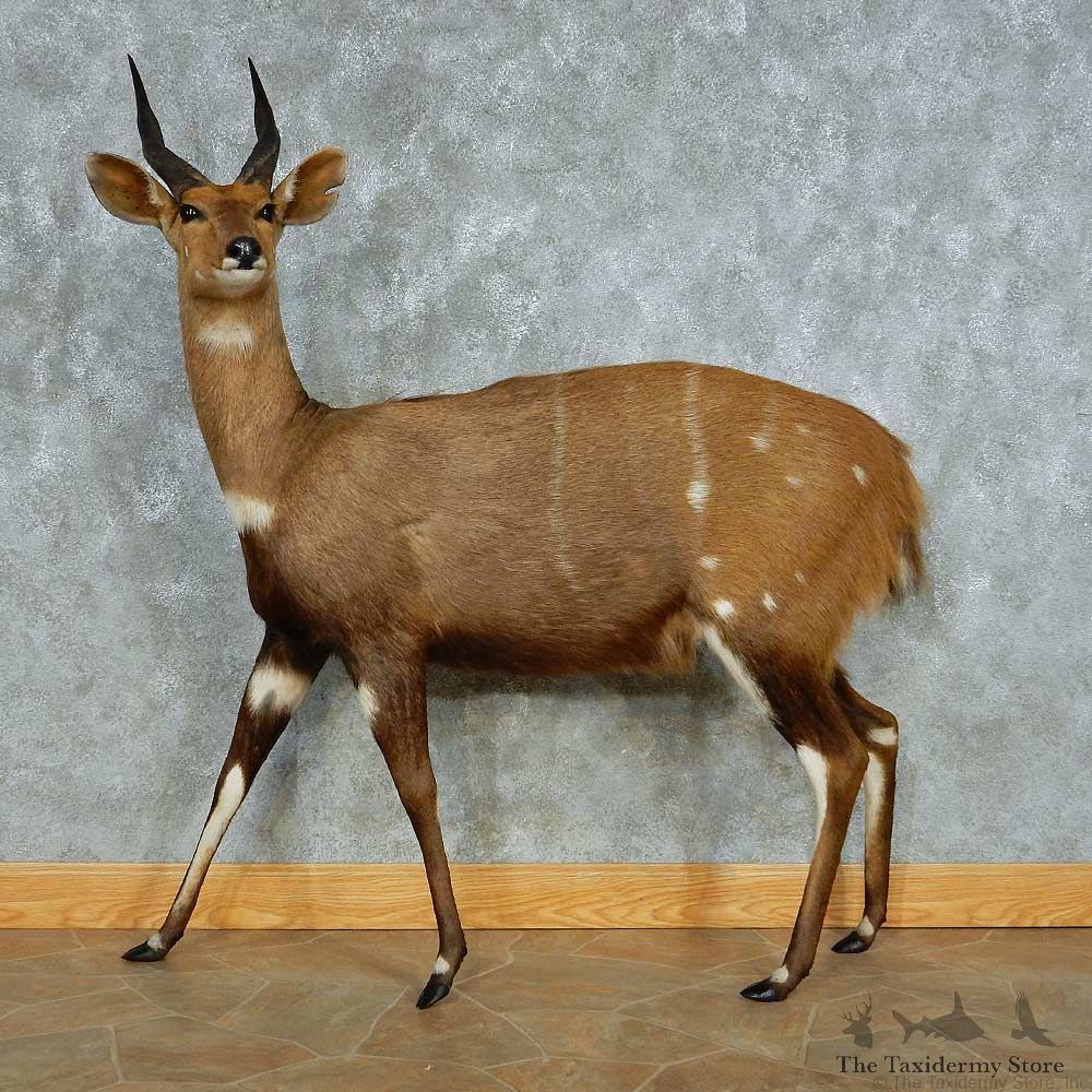 Cape Bushbuck Life-Size Taxidermy Mount #13458 For Sale @ The Taxidermy Store