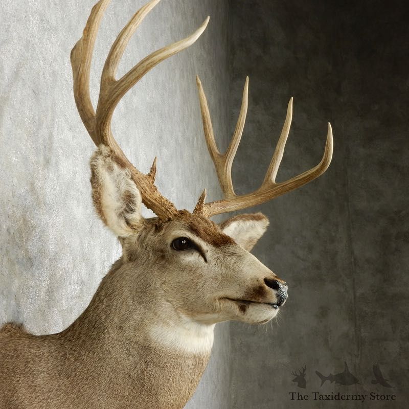 Mule Deer Shoulder Mount For Sale #17351 @ The Taxidermy Store