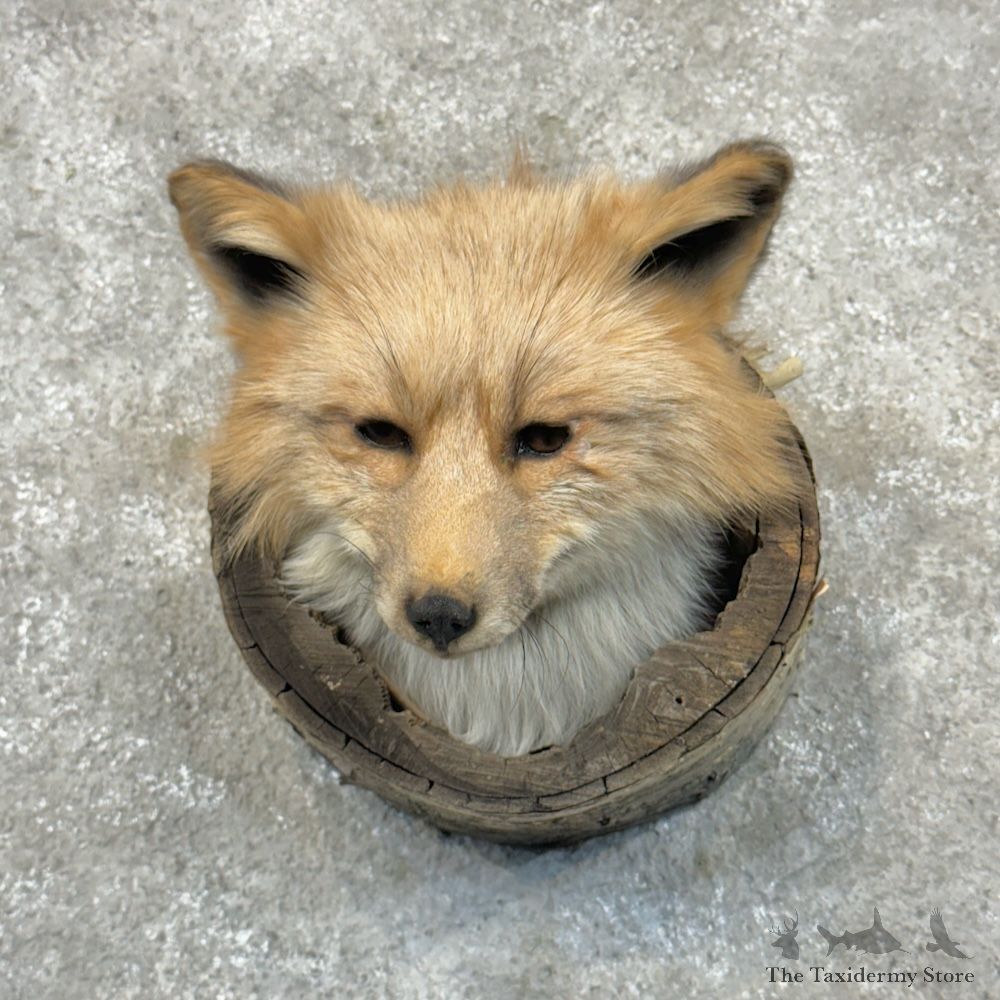 Cross Fox Head Mount For Sale #29707 @ The Taxidermy Store