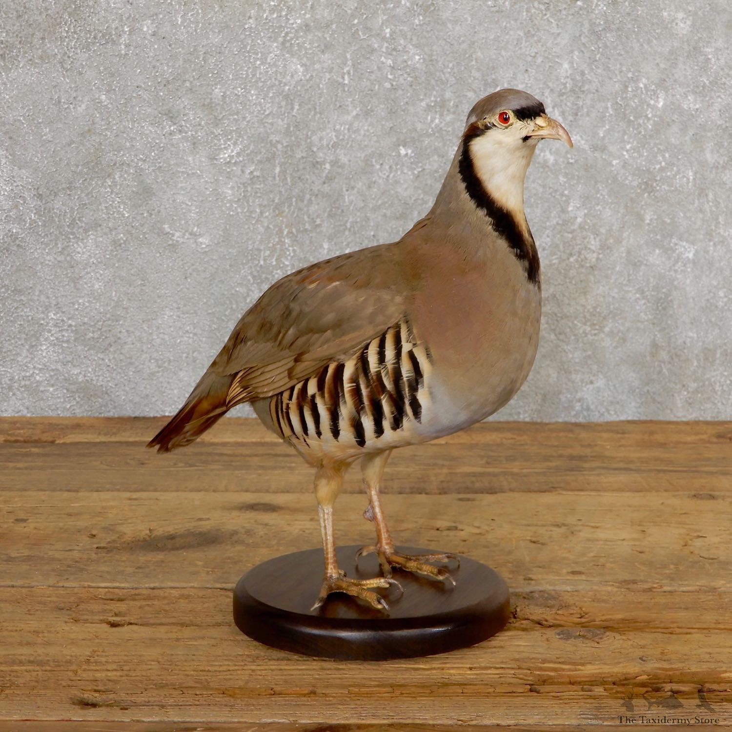 Chukar Taxidermy Mount For Sale #19764 @ The Taxidermy Store