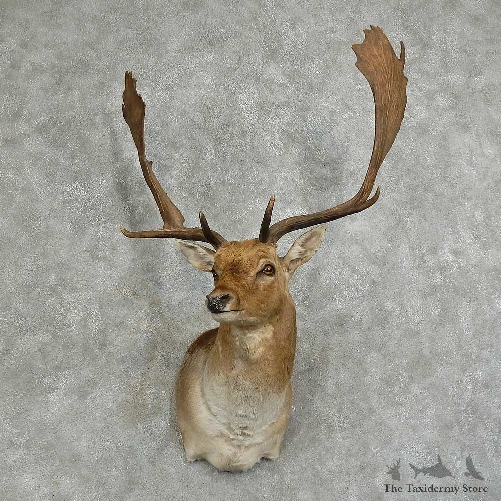 Fallow Deer Shoulder Mount For Sale #16044 @ The Taxidermy Store