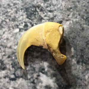 Mountain Lion Cougar Taxidermy Authentic Claw #19366 For Sale @ The Taxidermy Store