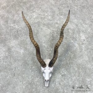 Blackbuck Skull & Horn European Mount For Sale #22664 @ The Taxidermy Store
