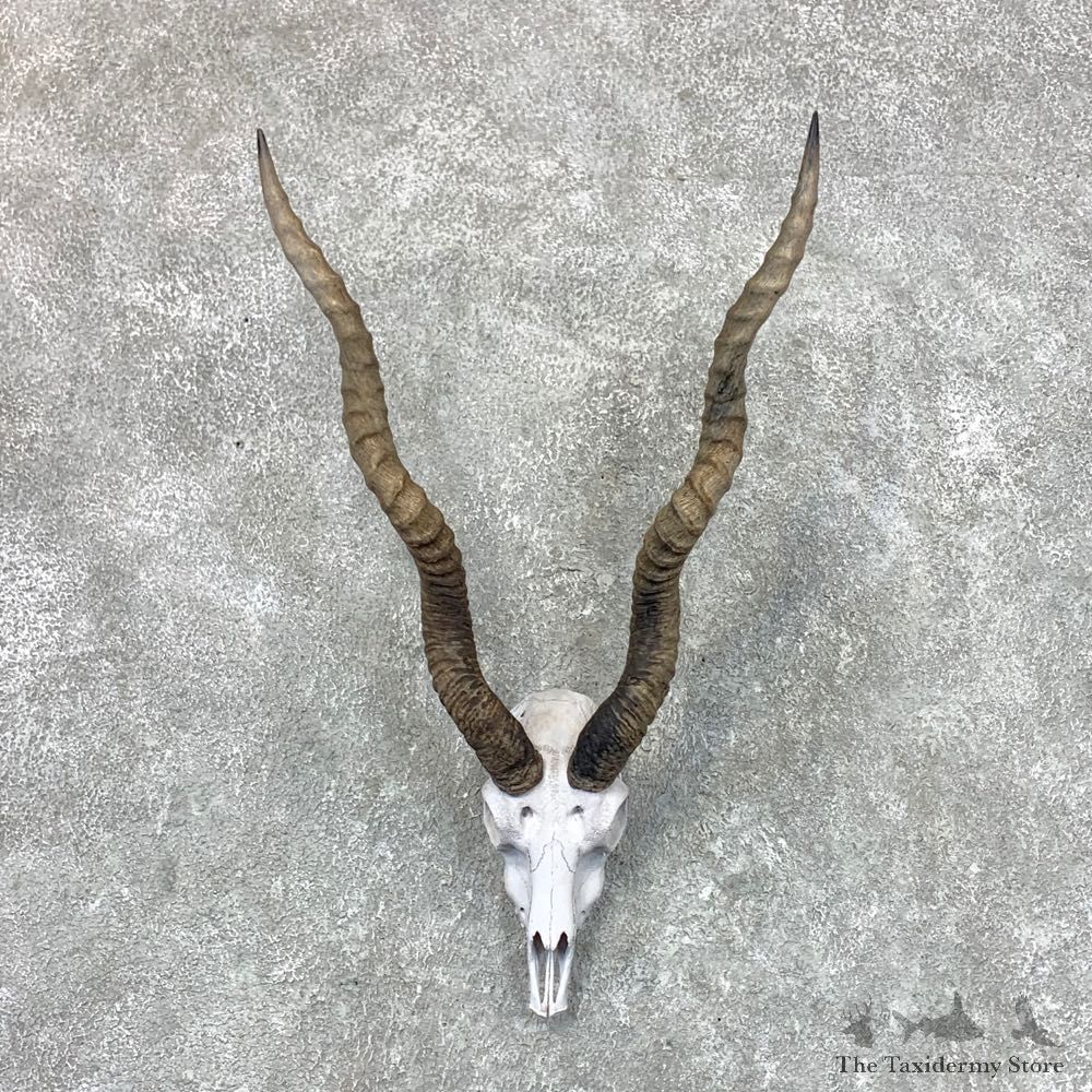 Blackbuck Skull & Horn European Mount For Sale #22664 @ The Taxidermy Store