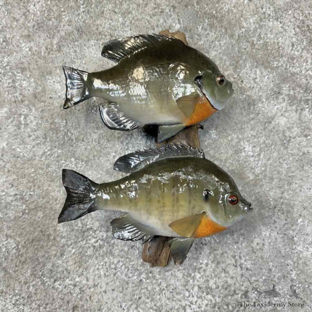 Bluegill Fish Mount For Sale #31296 @ The Taxidermy Store