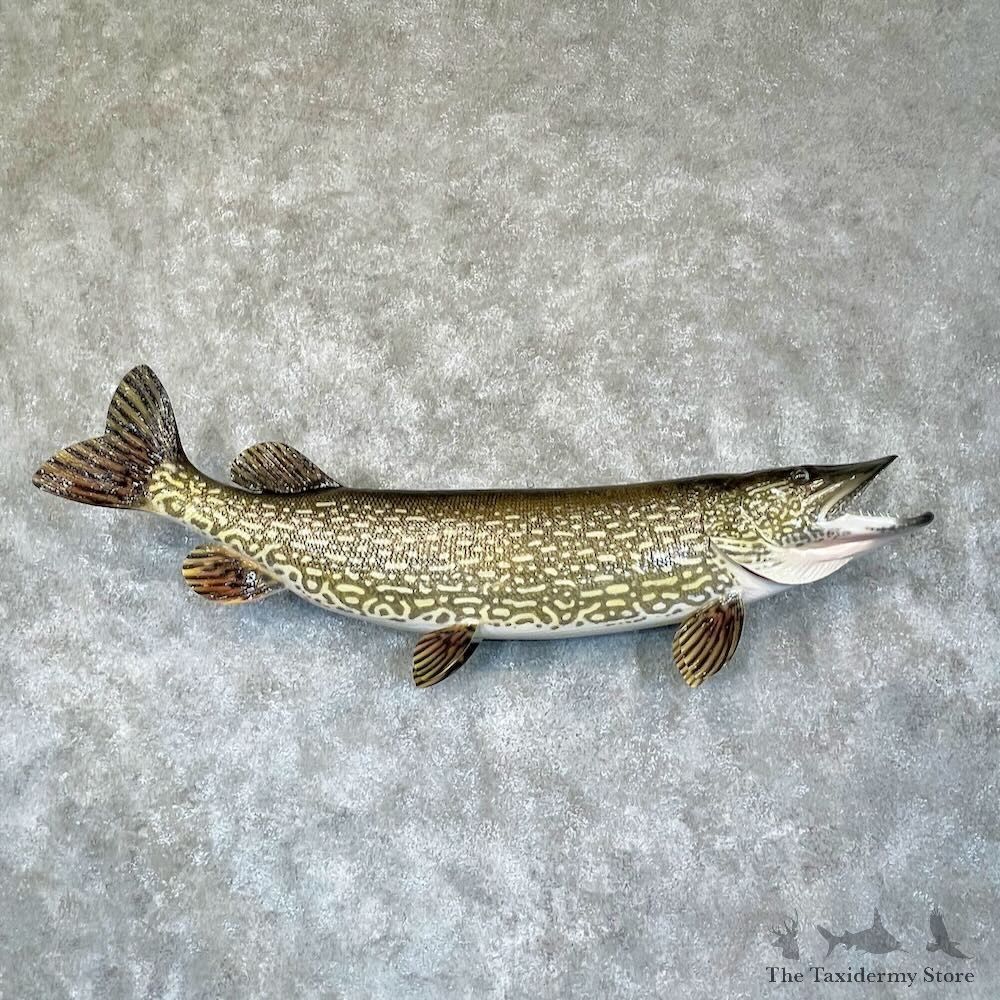 Northern Pike Fish Mount For Sale #28741 @The Taxidermy Store