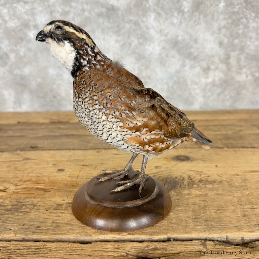 Bobwhite Quail Bird Mount For Sale #29664 @ The Taxidermy Store