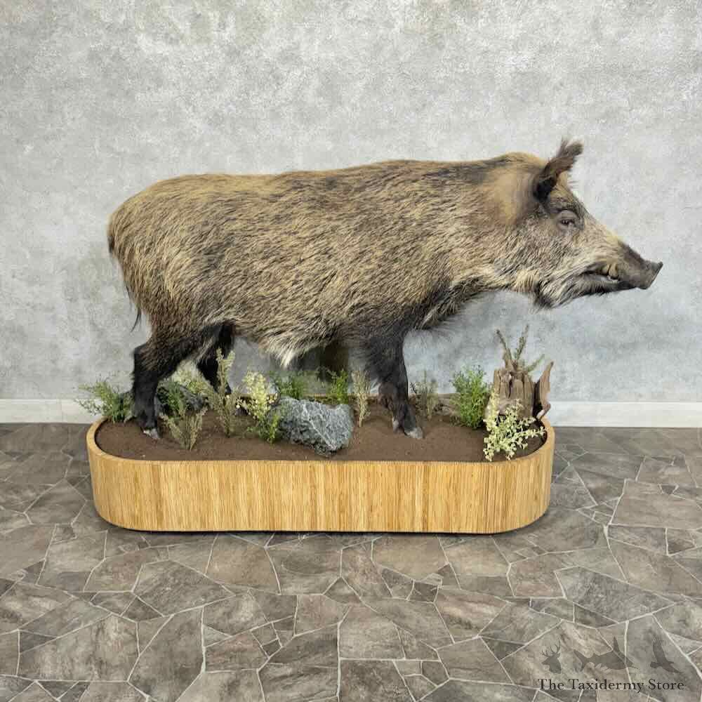 Wild Boar Life-Size Mount For Sale #31563 @ The Taxidermy Store