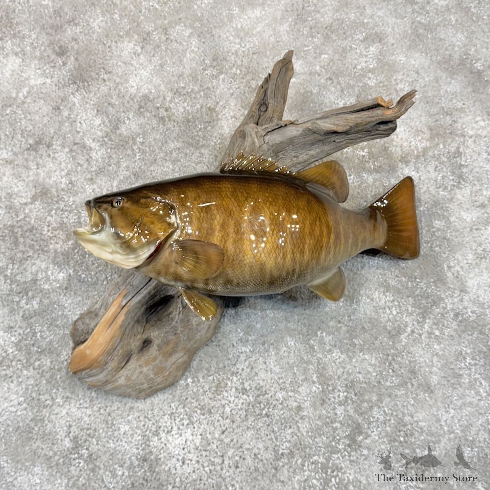 Smallmouth Bass Fish Mount For Sale #29922 @ The Taxidermy Store