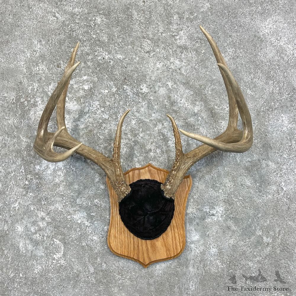 Whitetail Deer Antler Plaque Mount For Sale #27929 @ The Taxidermy Store