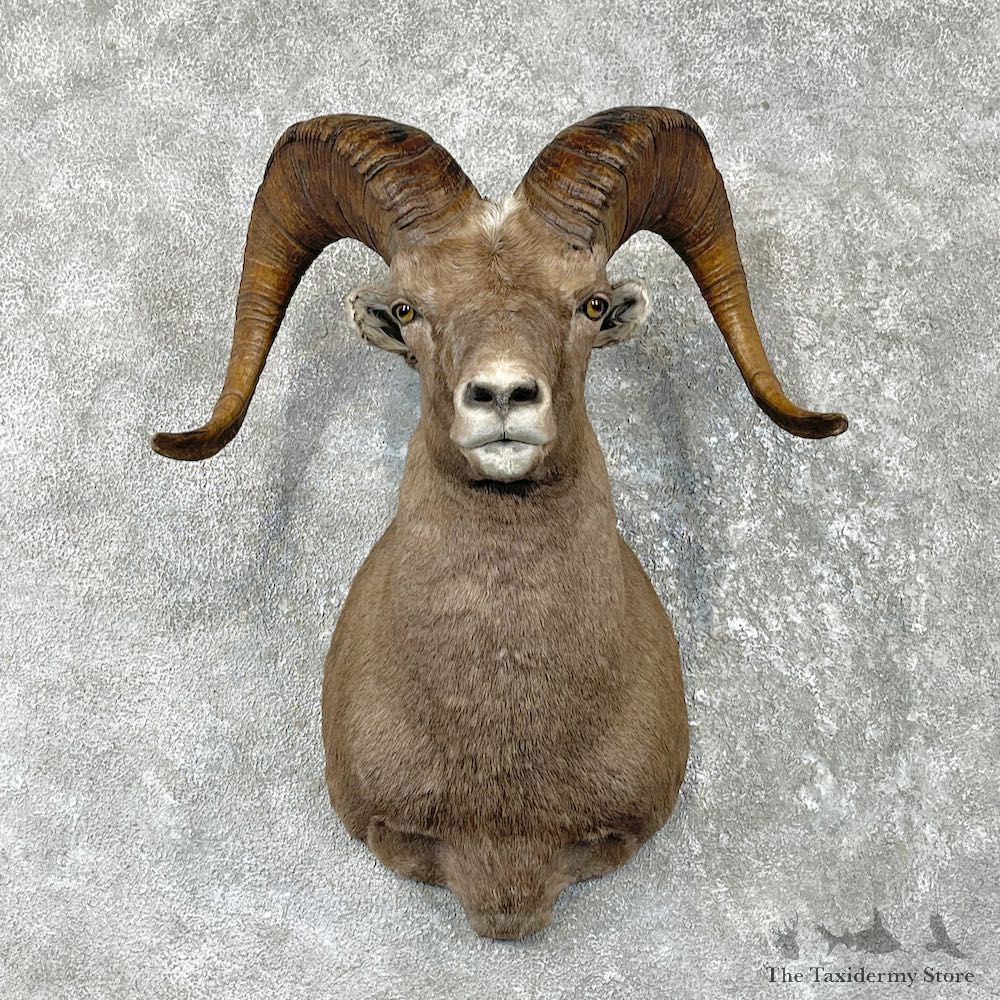 Snow Sheep Shoulder Mount For Sale #26171 @ The Taxidermy Store