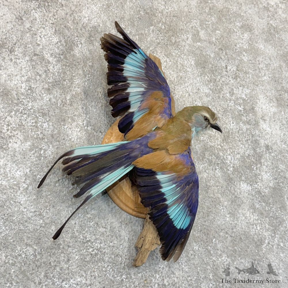 Lilac-Breasted Roller Life-Size Mount For Sale #30126 @ The Taxidermy Store