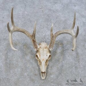Whitetail Deer Skull European Mount For Sale #14935 @ The Taxidermy Store