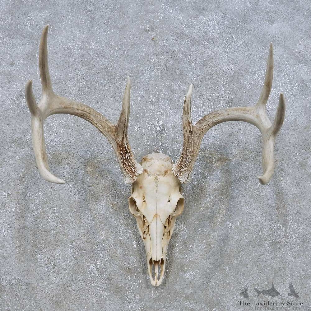 Whitetail Deer Skull European Mount For Sale #14935 @ The Taxidermy Store