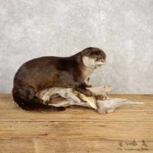 River Otter With Crappie Life-Size Mount For Sale #20398 @ The Taxidermy Store