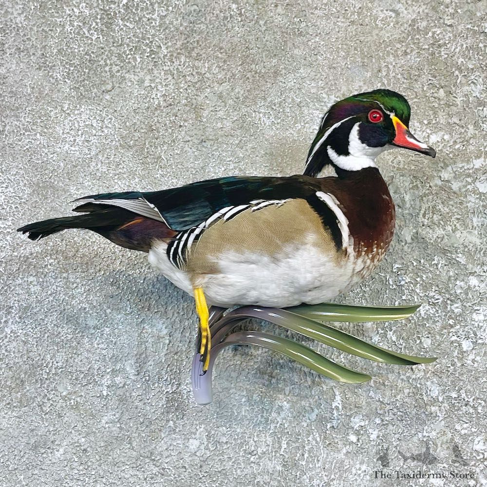 Wood Duck Taxidermy Bird Mount For Sale #26489 @ The Taxidermy Store