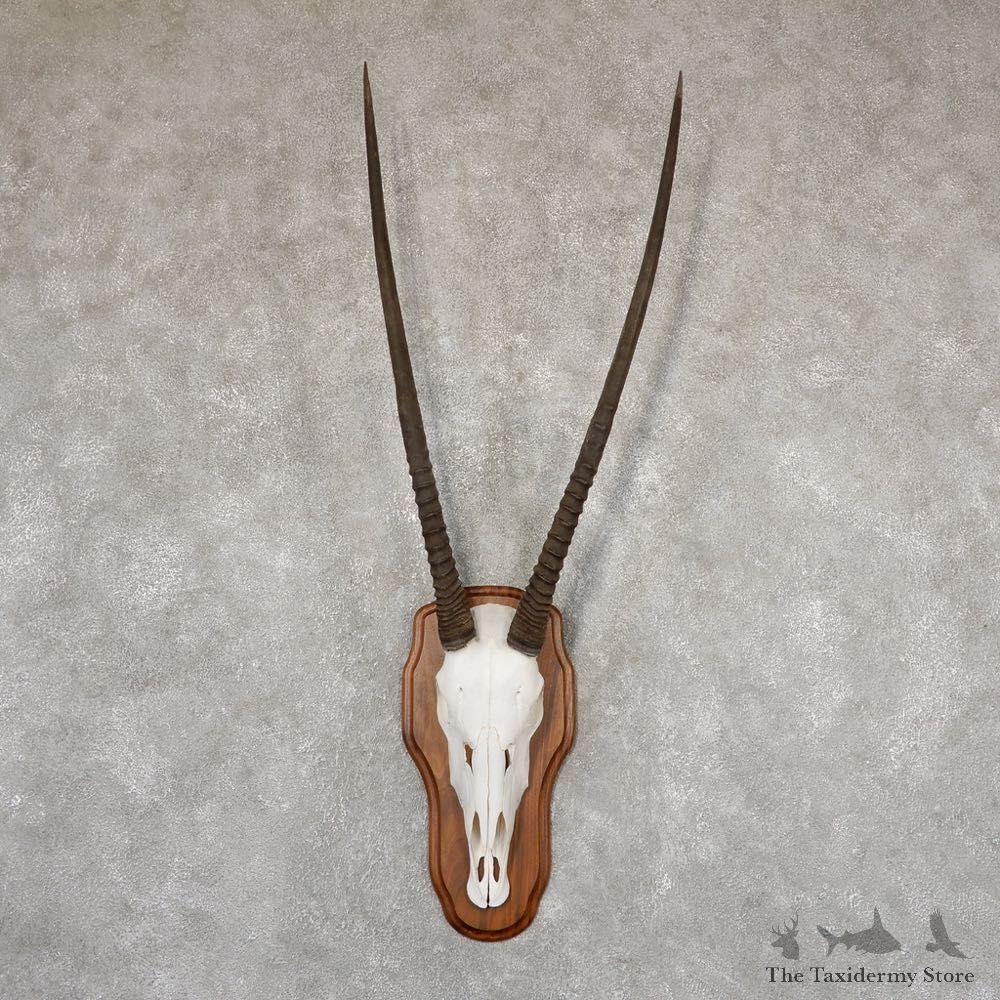 Gemsbok Skull Horns European Plaque Mount #18917 For Sale @ The Taxidermy Store
