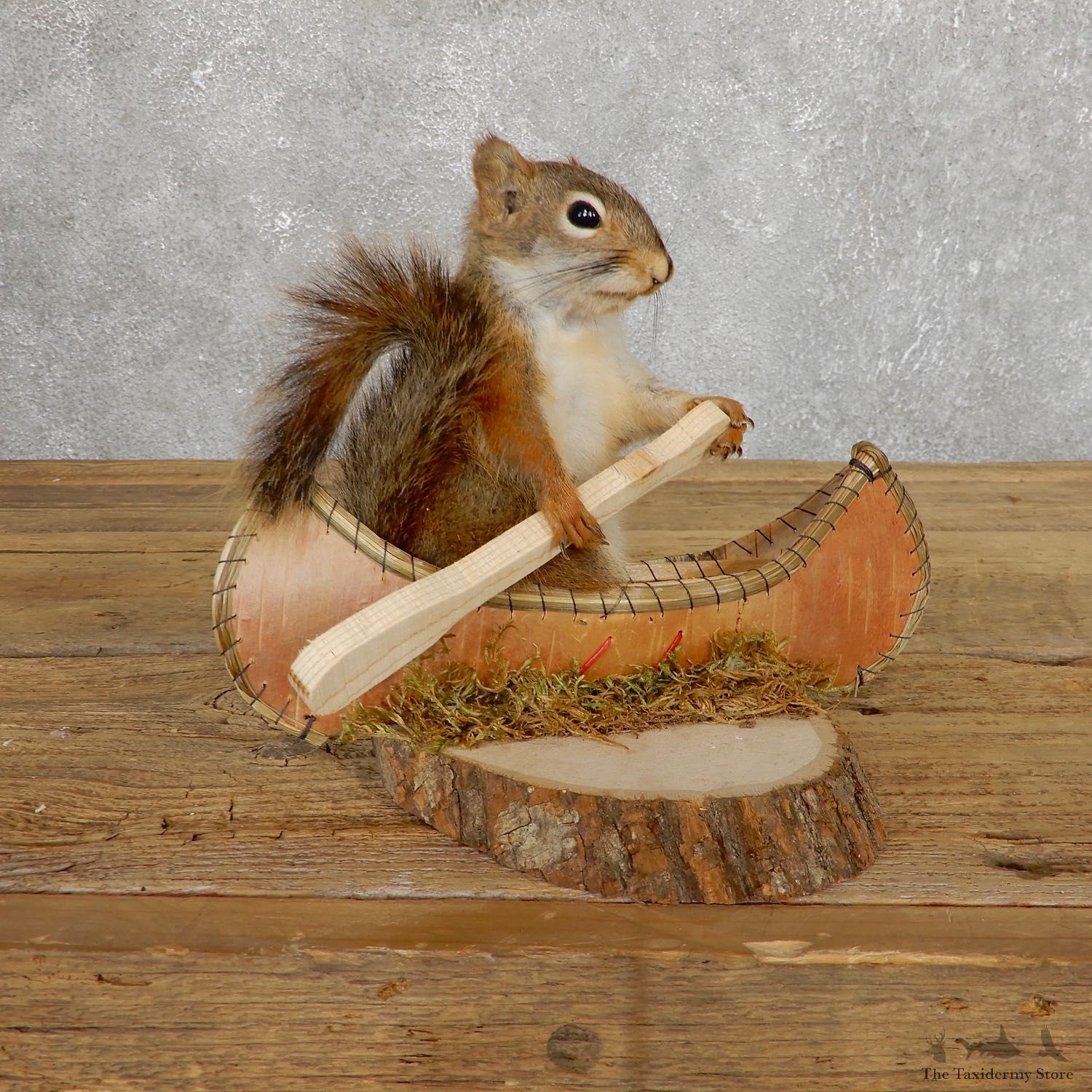 Canoe Red Squirrel Novelty Mount For Sale #19666 @ The Taxidermy Store