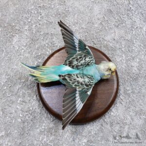 Parakeet Bird Mount For Sale #18579 @ The Taxidermy Store