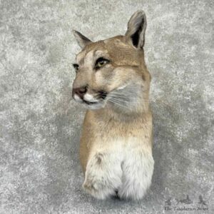 Mountain Lion Cougar Shoulder Mount For Sale #31914 @ The Taxidermy Store