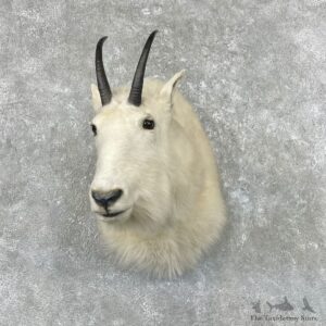 Mountain Goat Shoulder Mount For Sale #26921 @ The Taxidermy Store